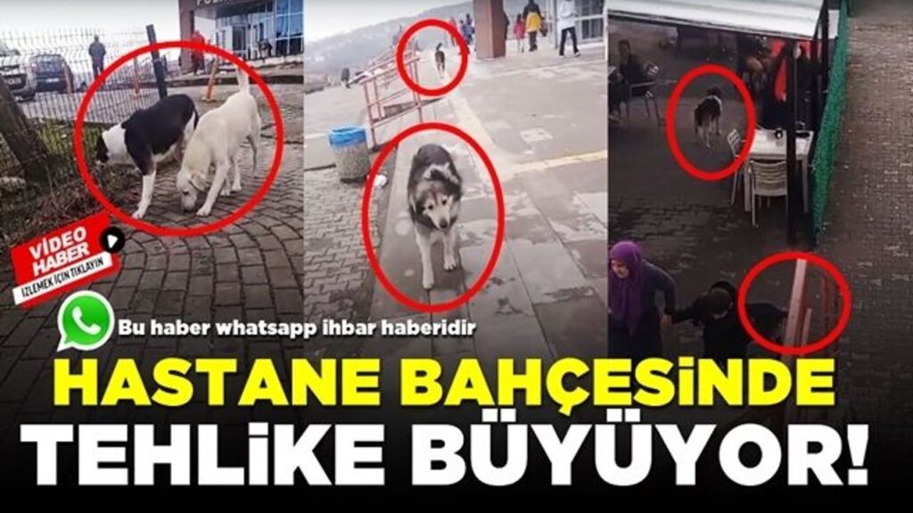 hastane-bahcesinde-sokak-kopekleri,-hastalara-zor-anlar-yasatiyor.